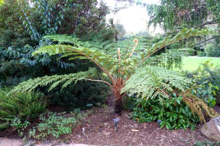 Cyathea brownii - San Francisco Botanical Garden - DSC00111