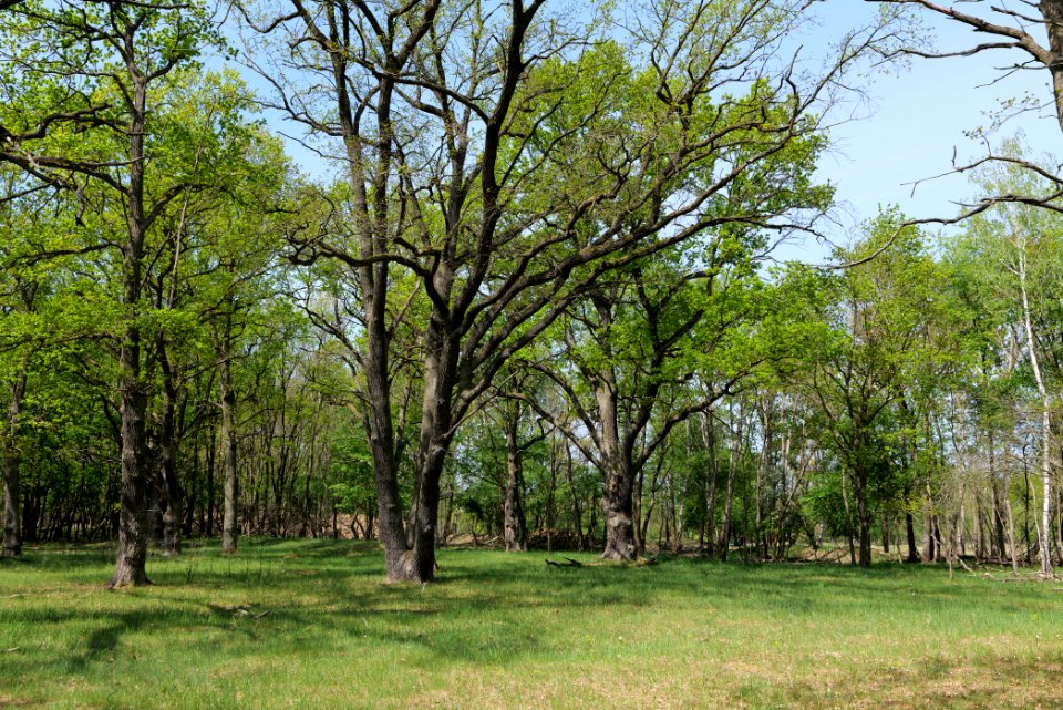Döberitzer Heide forest 2020-05-08 27