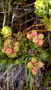 Cyathopsis albicans en fruits (Pic aux Chèvres, Mont Dore, Province Sud, Nouvelle-Calédonie)