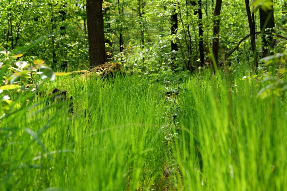 Döberitzer Heide forest 2020-05-08 54
