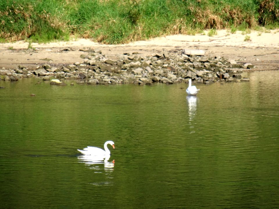 Cygnus olor at Wesenitz River DSC06483