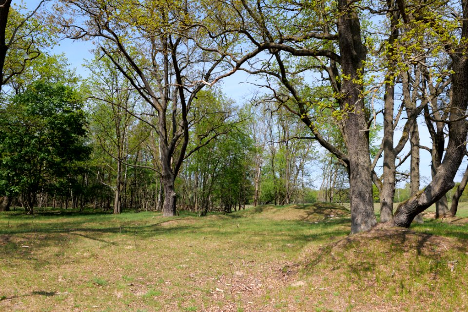 Döberitzer Heide forest 2020-05-08 22