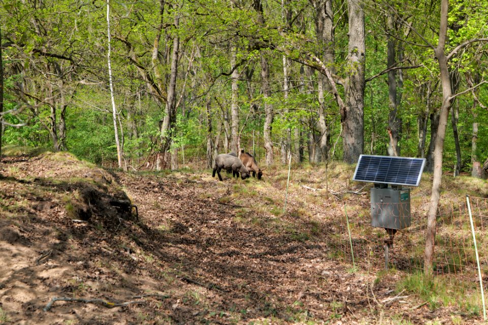 Döberitzer Heide forest 2020-05-08 33