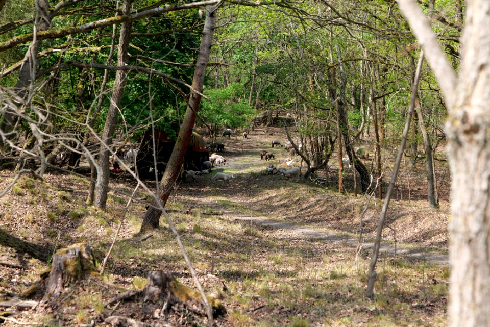 Döberitzer Heide forest 2020-05-08 34