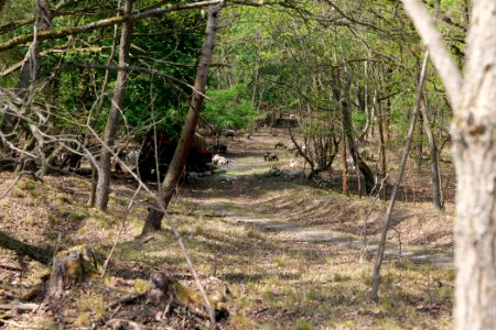 Döberitzer Heide forest 2020-05-08 34