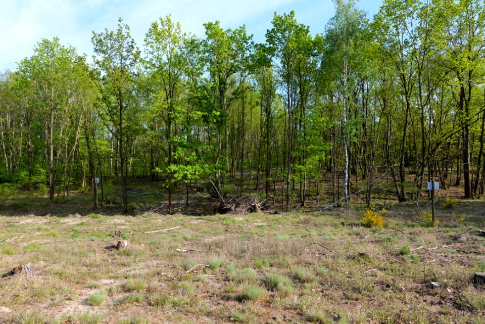 Döberitzer Heide forest 2020-05-08 36