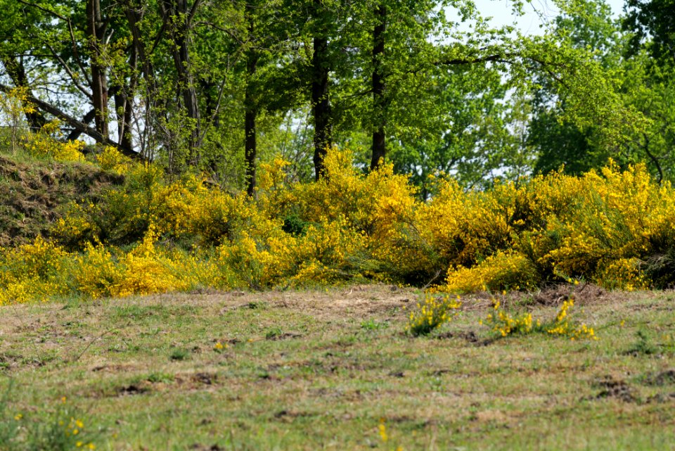 Döberitzer Heide Ferbitzer Bruch 2020-05-08 51