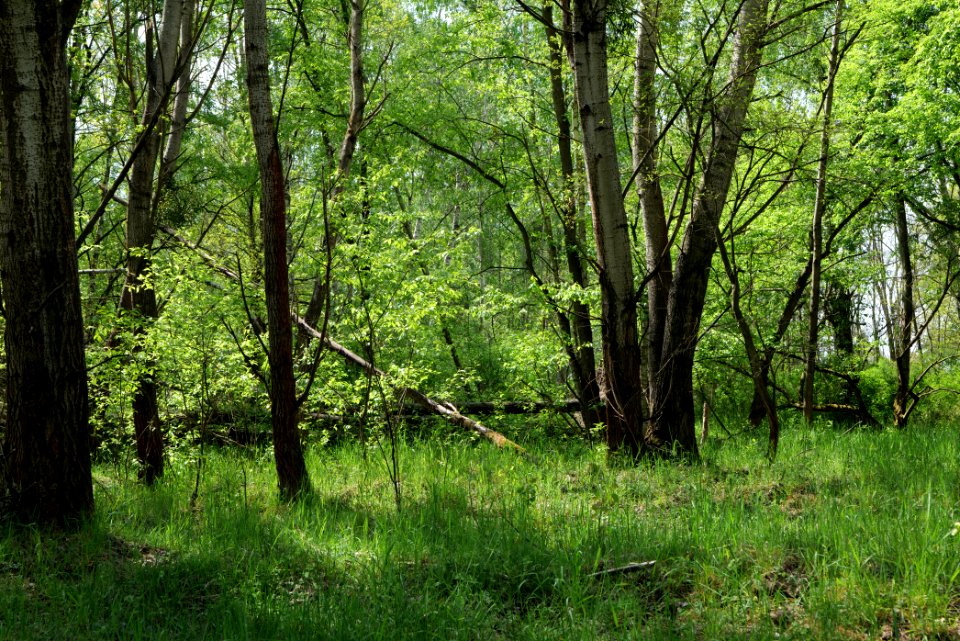 Döberitzer Heide forest 2020-05-08 18
