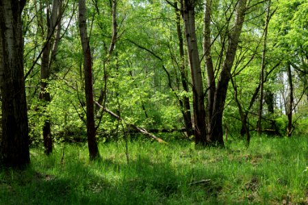 Döberitzer Heide forest 2020-05-08 18