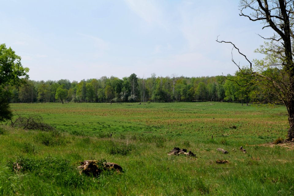 Döberitzer Heide open landscape 2020-05-08 129