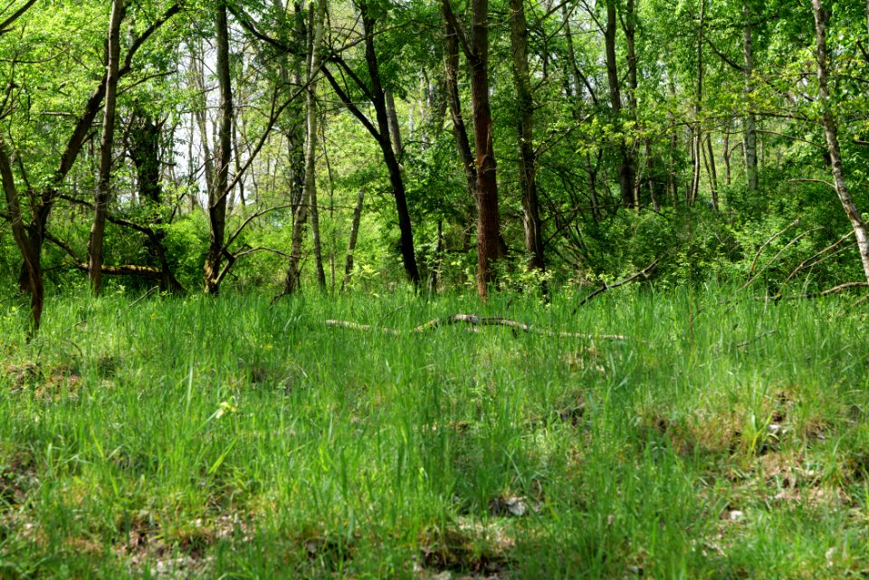 Döberitzer Heide forest 2020-05-08 20