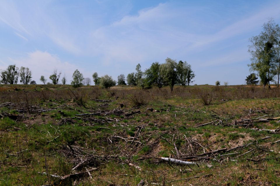 Döberitzer Heide open landscape 2020-05-08 140