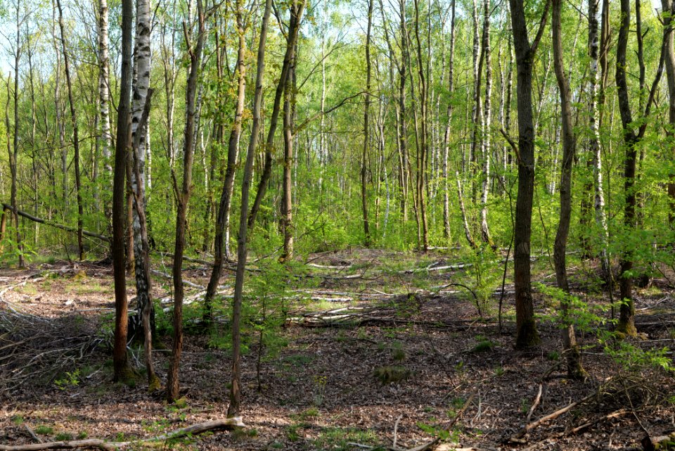 Döberitzer Heide forest 2020-05-08 40