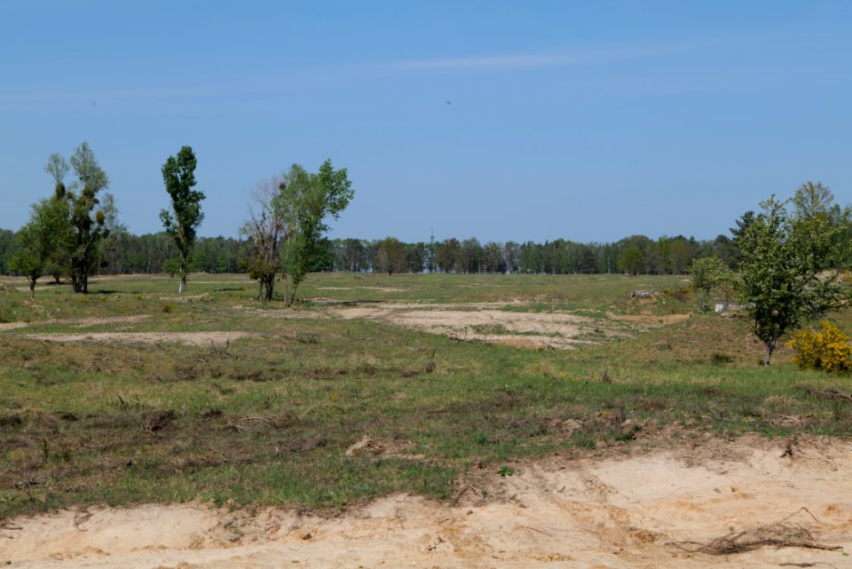 Döberitzer Heide open landscape 2020-05-08 141