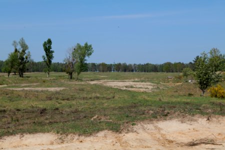 Döberitzer Heide open landscape 2020-05-08 141