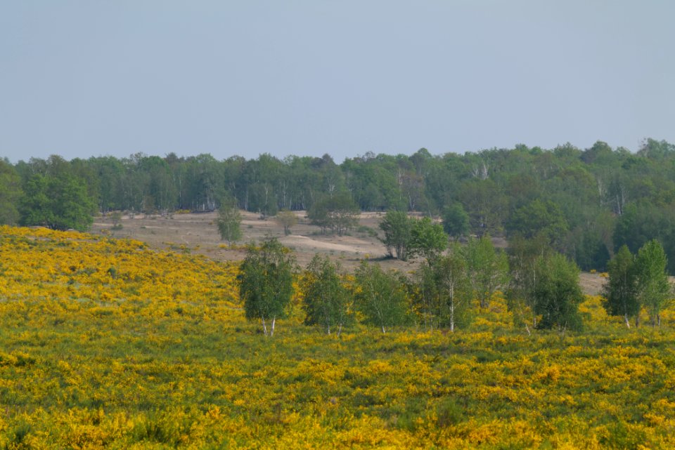 Döberitzer Heide Ferbitzer Bruch game reserve 2020-05-08 09