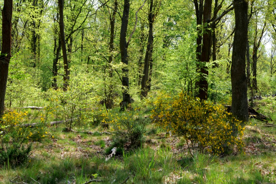 Döberitzer Heide forest 2020-05-08 65