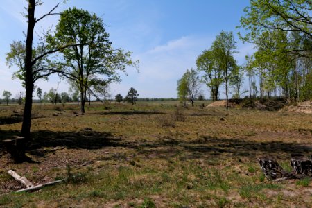 Döberitzer Heide open landscape 2020-05-08 139