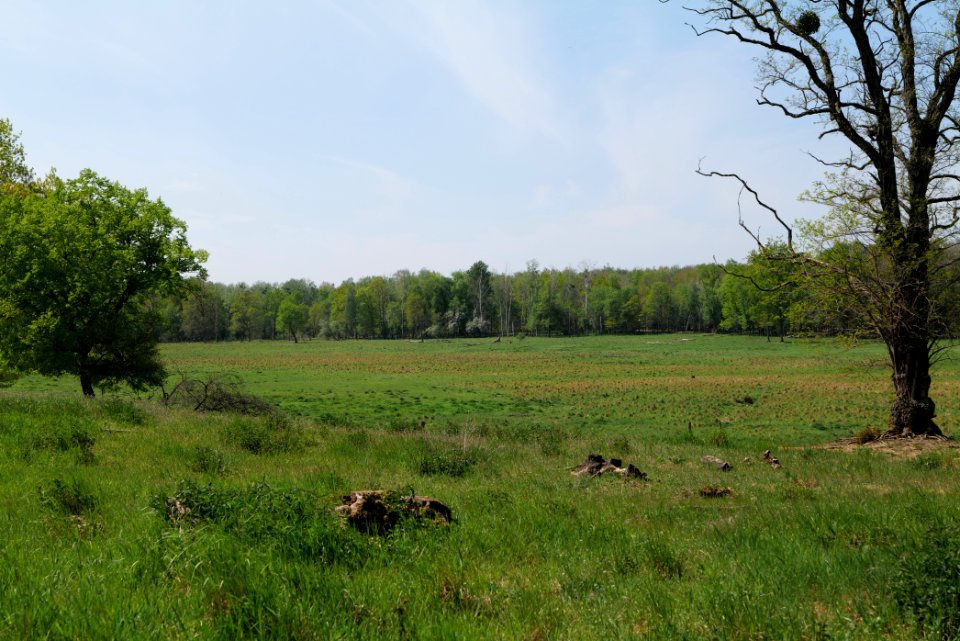 Döberitzer Heide open landscape 2020-05-08 130