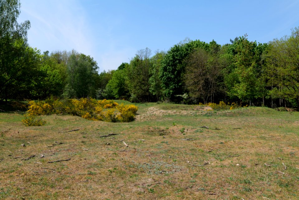 Döberitzer Heide open landscape 2020-05-08 114