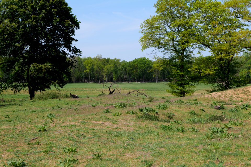 Döberitzer Heide open landscape 2020-05-08 119