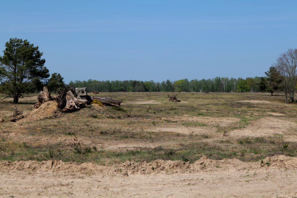 Döberitzer Heide open landscape 2020-05-08 147