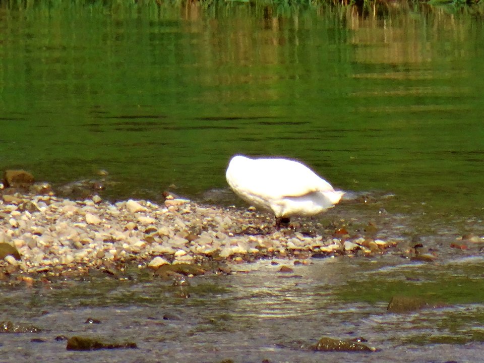 Cygnus olor at Wesenitz River DSC04981