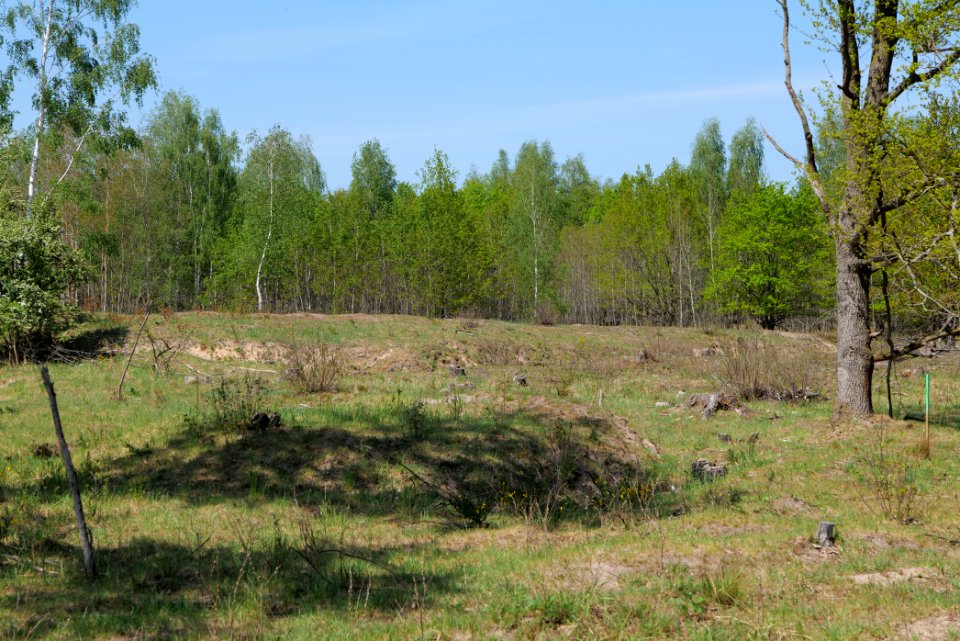Döberitzer Heide open landscape 2020-05-08 137