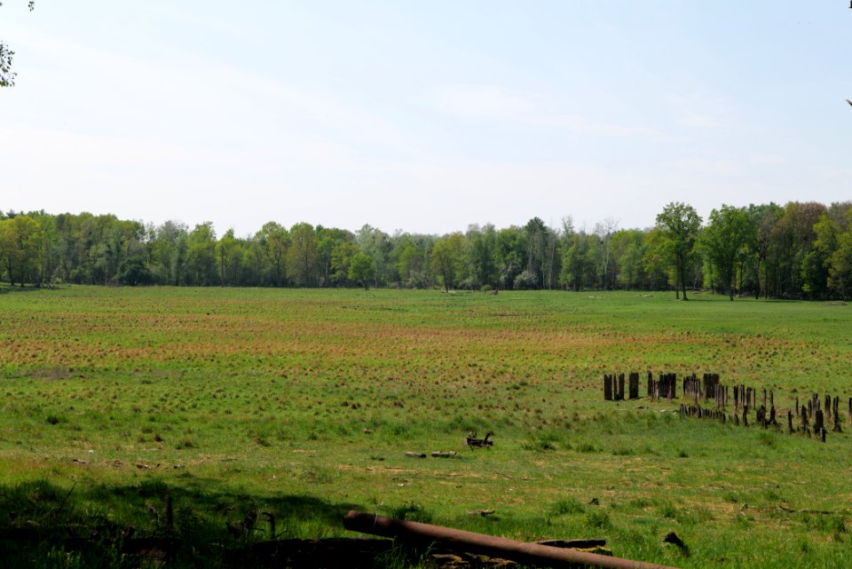 Döberitzer Heide open landscape 2020-05-08 132