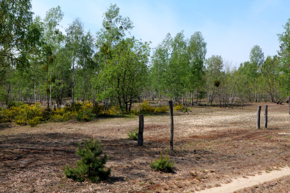 Döberitzer Heide game reserve 2020-05-08 61