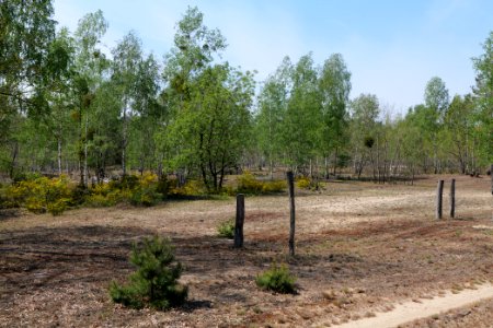 Döberitzer Heide game reserve 2020-05-08 61