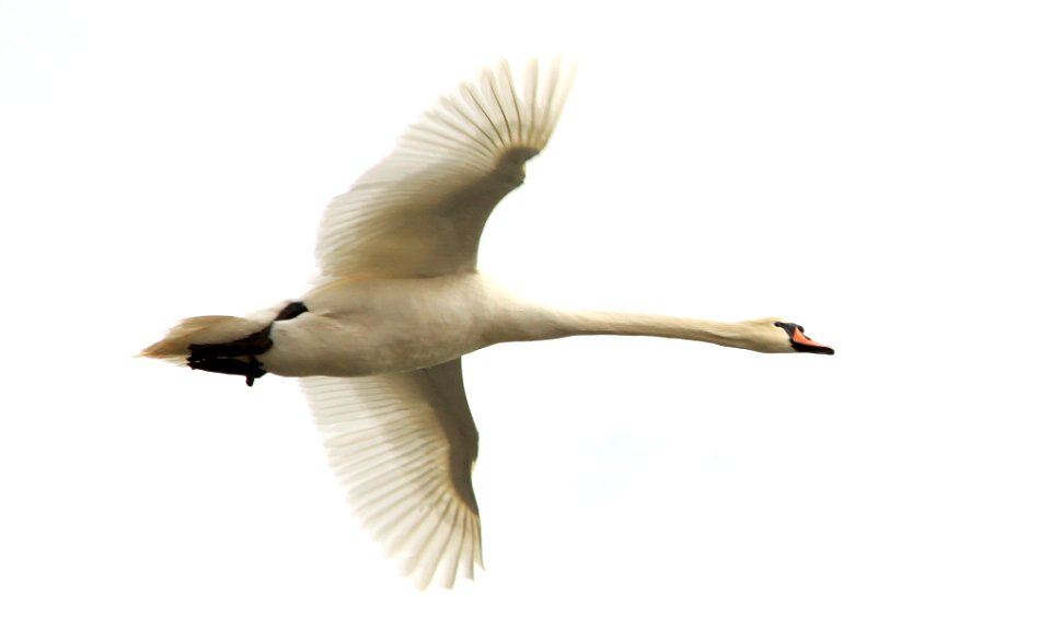 Cygnus olor im Flug