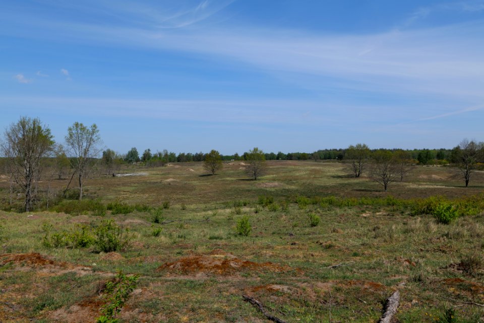 Döberitzer Heide open landscape 2020-05-08 14