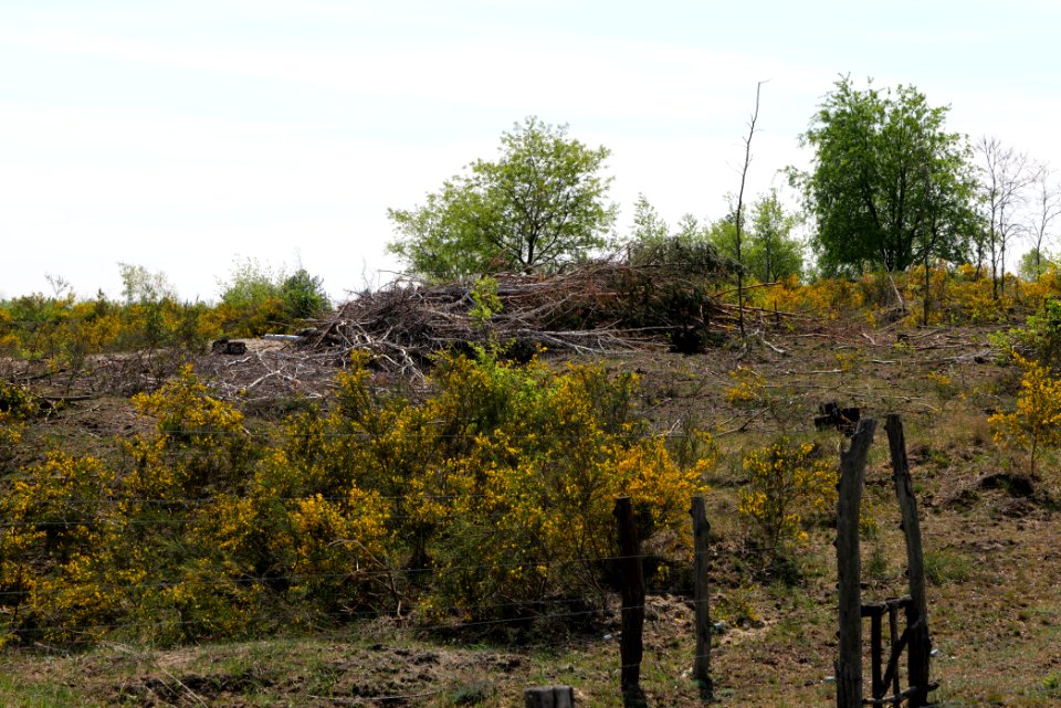 Döberitzer Heide game reserve 2020-05-08 19