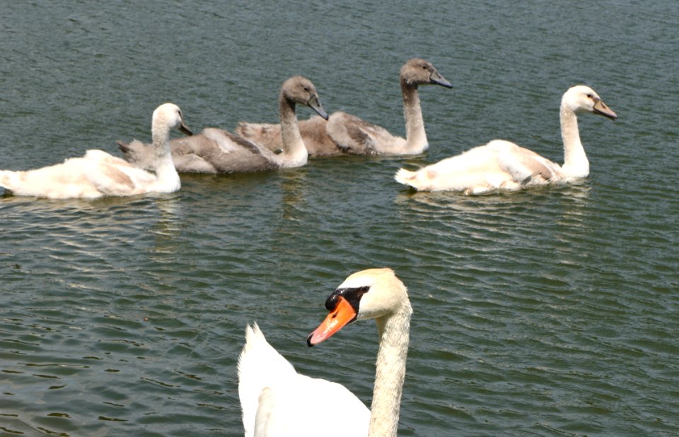 Cygnus olor family