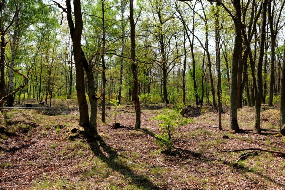 Döberitzer Heide game reserve 2020-05-08 52
