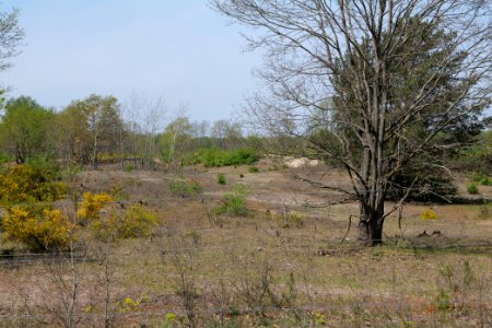 Döberitzer Heide game reserve 2020-05-08 75