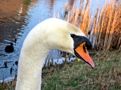 Cygnus olor (Mute Swan) head, Arnhem, the Netherlands