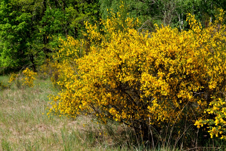 Döberitzer Heide 2020-05-08 11
