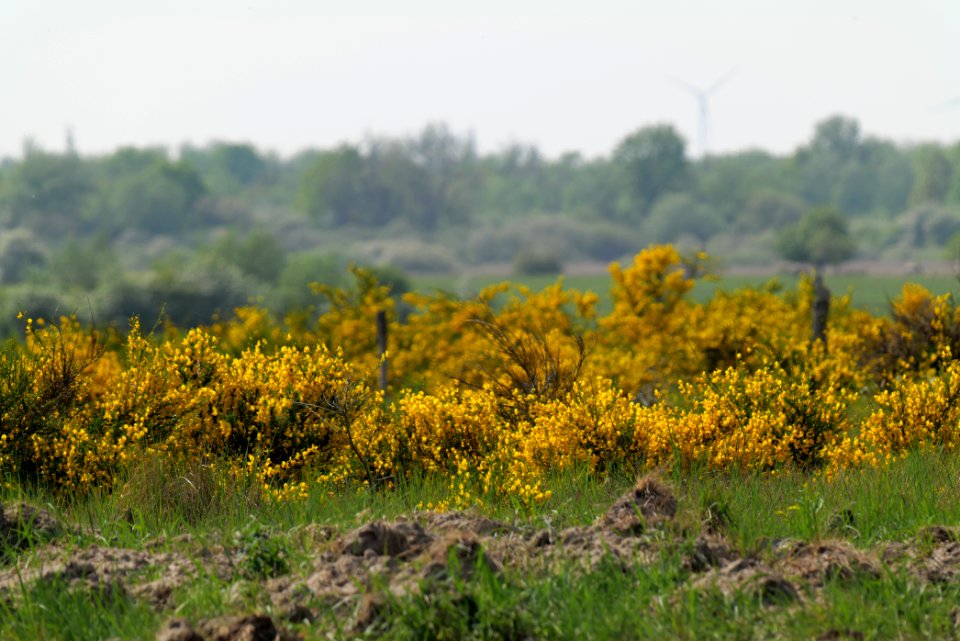 Döberitzer Heide Ferbitzer Bruch 2020-05-08 37
