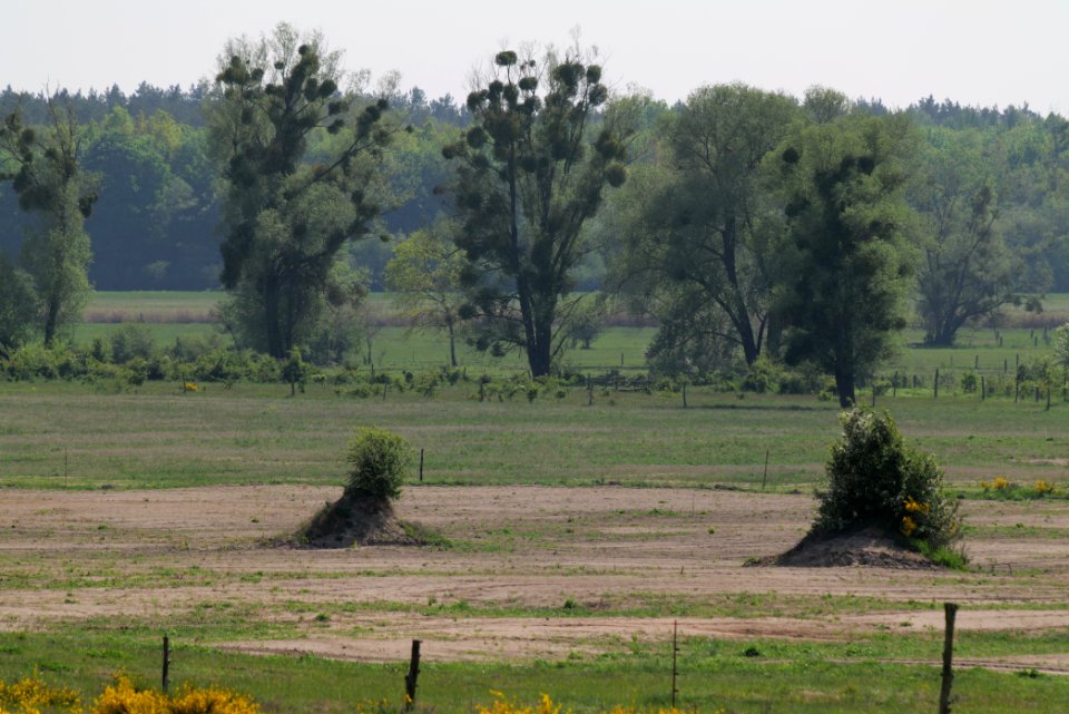 Döberitzer Heide Ferbitzer Bruch 2020-05-08 32