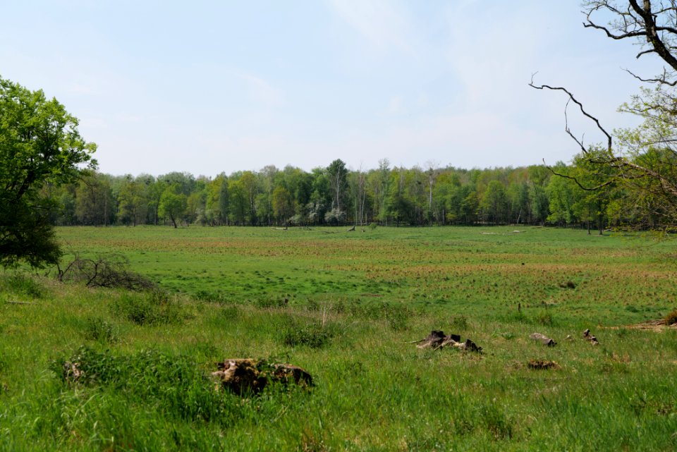 Döberitzer Heide open landscape 2020-05-08 124