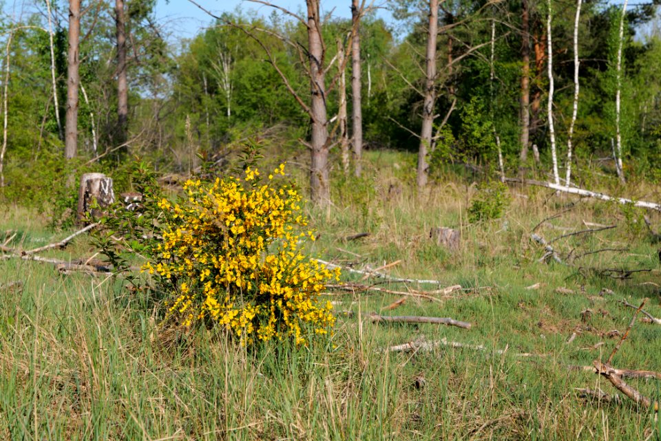 Döberitzer Heide 2020-05-08 33