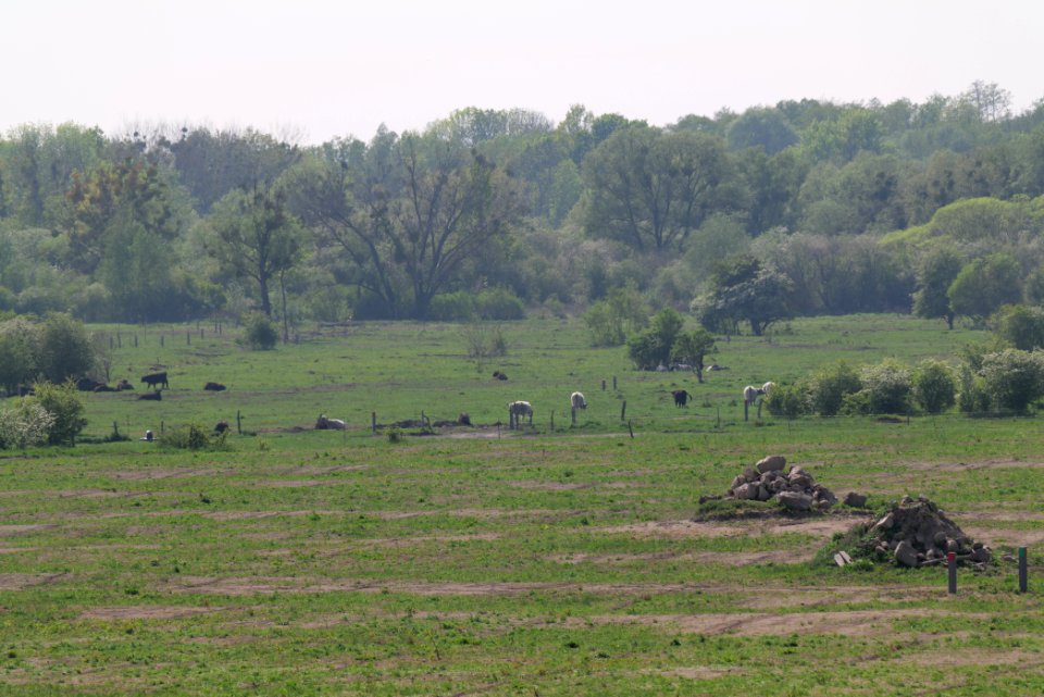 Döberitzer Heide Ferbitzer Bruch 2020-05-08 26