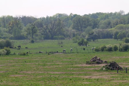 Döberitzer Heide Ferbitzer Bruch 2020-05-08 26