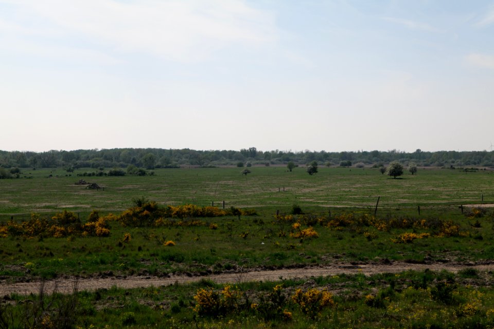 Döberitzer Heide Ferbitzer Bruch 2020-05-08 20