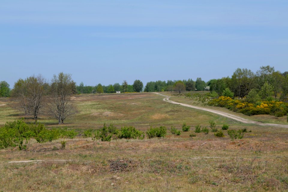 Döberitzer Heide open landscape 2020-05-08 01