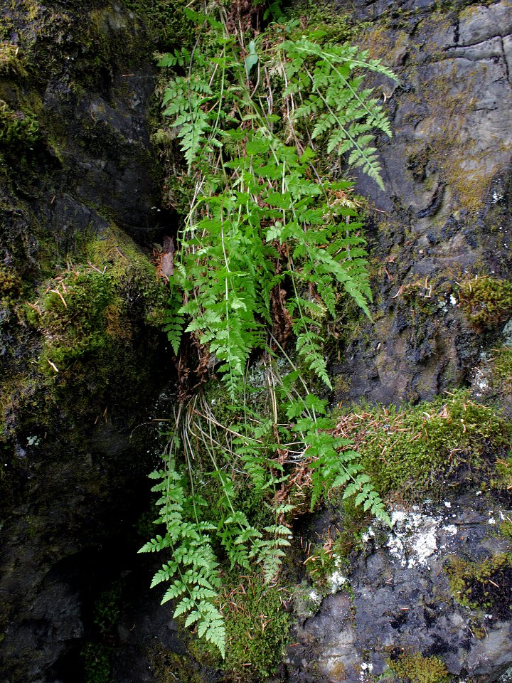 Cystopteris fragilis Kiiminki, Finland 20.06.2013