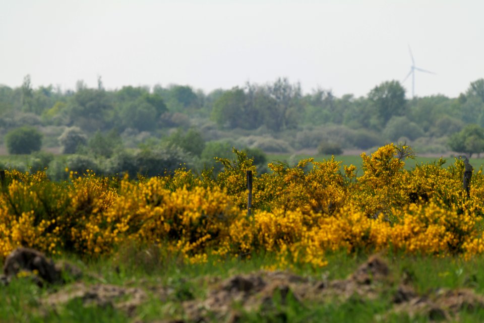 Döberitzer Heide Ferbitzer Bruch 2020-05-08 39