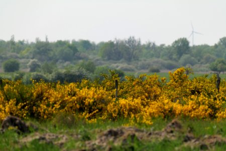 Döberitzer Heide Ferbitzer Bruch 2020-05-08 39